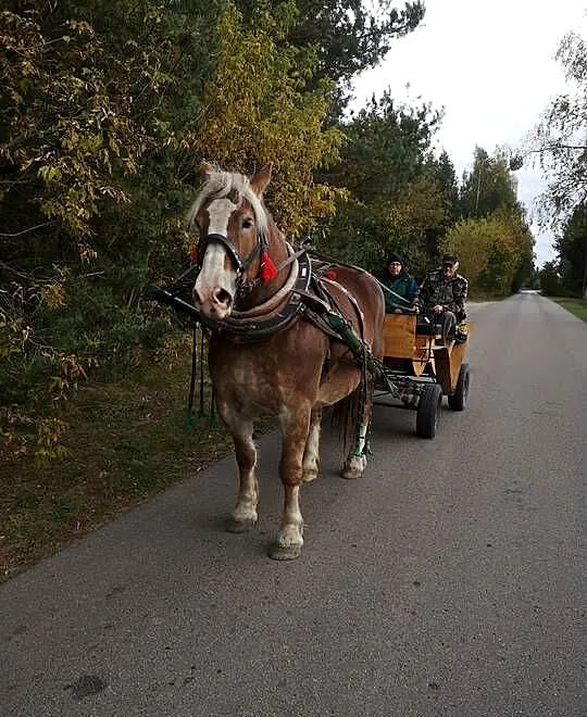 KLACZ SOKÓLSKA ŹREBNA