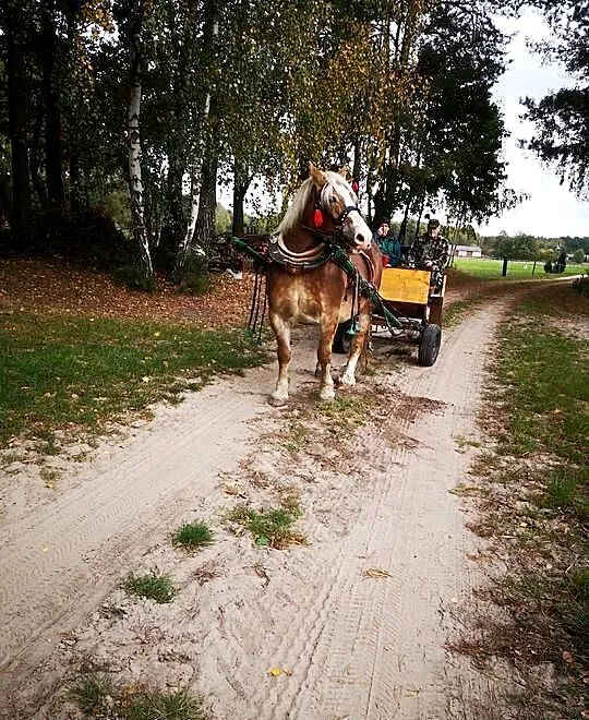 KLACZ SOKÓLSKA ŹREBNA