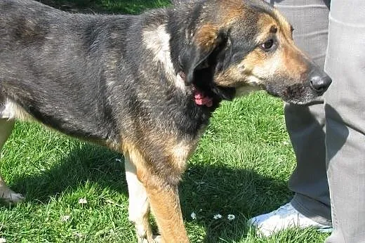 Kapral - wyjątkowy pies do adopcji ,  małopolskie Kraków