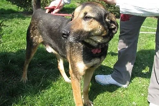 Kapral - wyjątkowy pies do adopcji ,  małopolskie 
