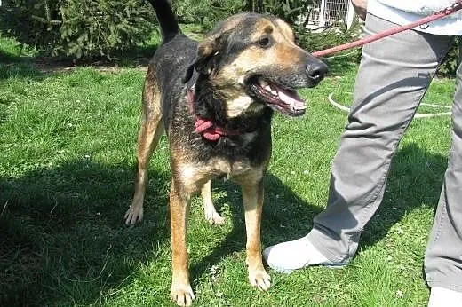 Kapral - wyjątkowy pies do adopcji ,  małopolskie 