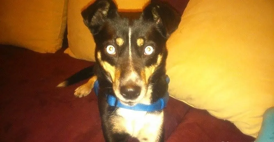 Piesek szuka domu do adopcji!