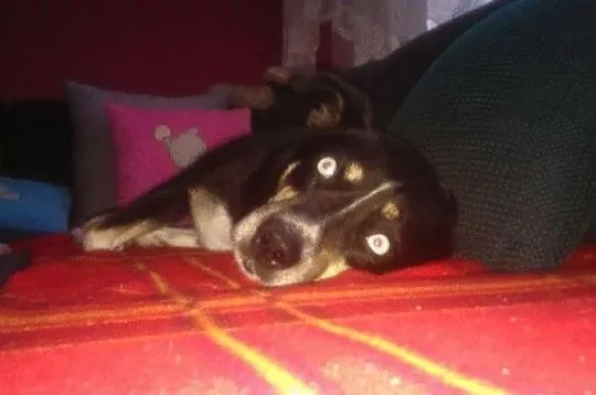 Piesek szuka domu do adopcji!