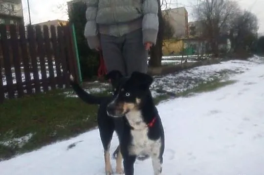 Piesek szuka domu do adopcji!