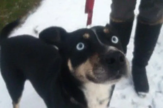 Piesek szuka domu do adopcji!