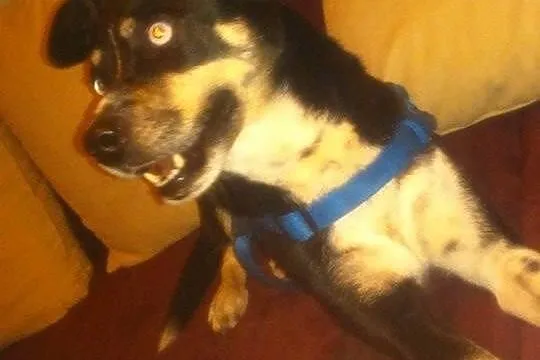 Piesek szuka domu do adopcji!