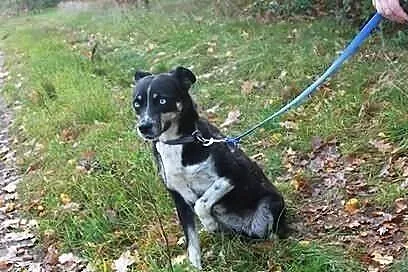 Piesek szuka domu do adopcji!