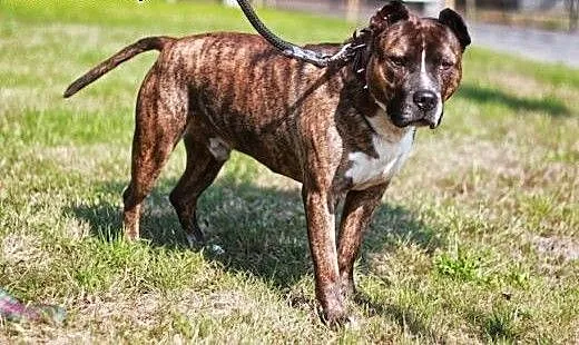 Axel energiczny, łagodny amstaff ADOPCJA, Amstaff