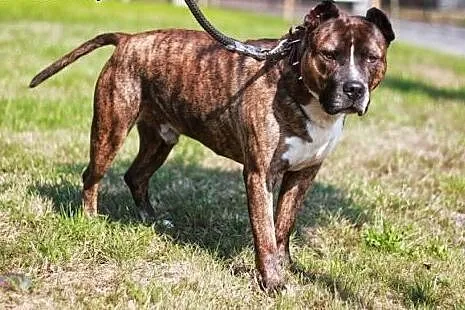 Axel energiczny, łagodny amstaff ADOPCJA, Amstaff cała Polska