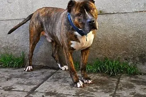 Axel energiczny, łagodny amstaff ADOPCJA,  Amstaff