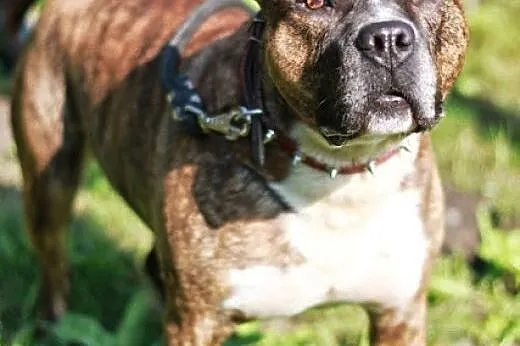 Axel energiczny, łagodny amstaff ADOPCJA,  Amstaff