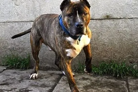 Axel energiczny, łagodny amstaff ADOPCJA,  Amstaff
