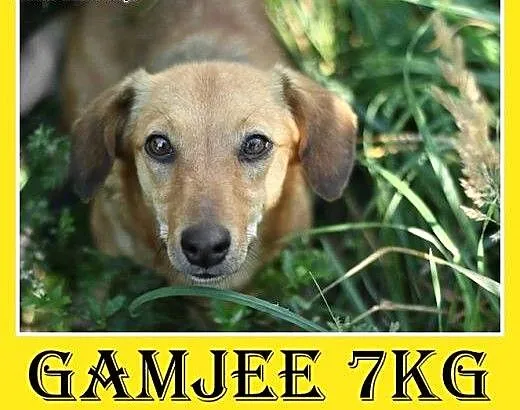 Jamnik mix,2 lata, 7kg,łagodna,nakolankowa suczka