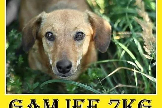 Jamnik mix,2 lata, 7kg,łagodna,nakolankowa suczka 