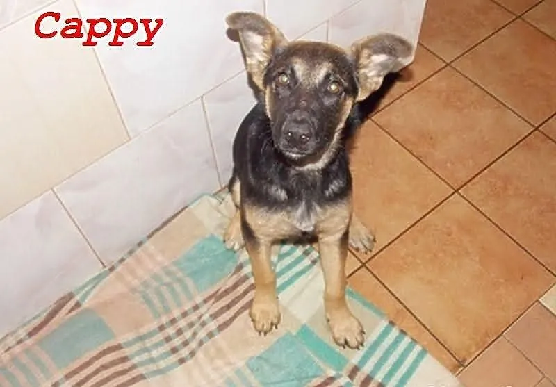 Cappy piękna, niesamowita trzymiesięczna sunia w t