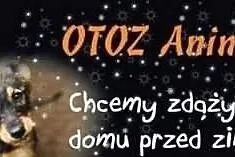 Cappy piękna, niesamowita trzymiesięczna sunia w t