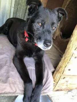 Devo i Devi, łagodne delikatne psiaki do adopcji!  Devo i Devi są praktycznie identyczni, całkiem dz, , Warszawa