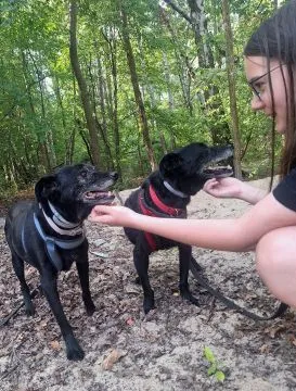 Devo i Devi, łagodne delikatne psiaki do adopcji!  Devo i Devi są praktycznie identyczni, całkiem dz, , Warszawa