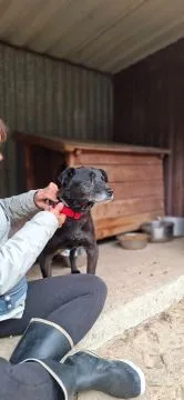 Devo i Devi, łagodne delikatne psiaki do adopcji!  Devo i Devi są praktycznie identyczni, całkiem dz, , Warszawa