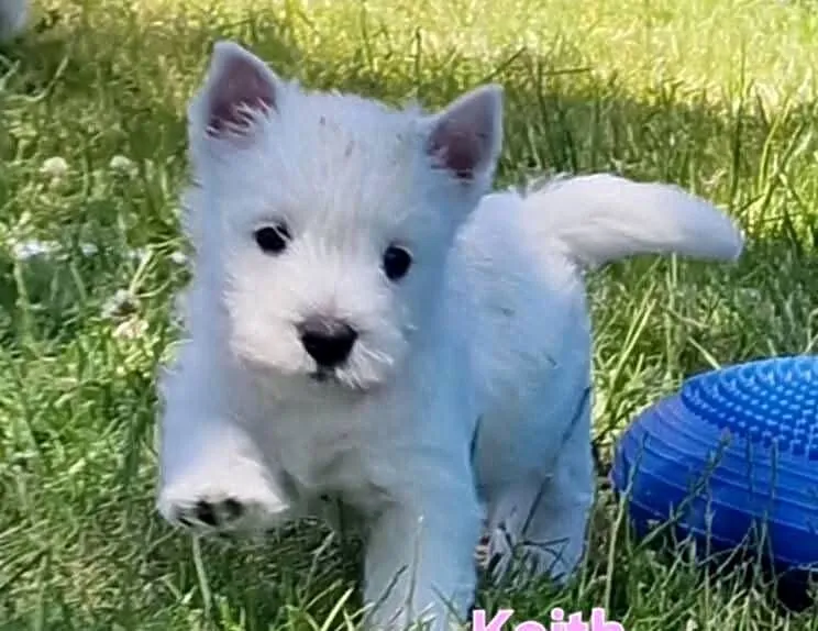 WEST hIGHLAND wHITE TERRIER ZKwP, Kujawsko-pomorskie, Świecie