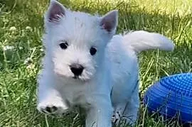 WEST hIGHLAND wHITE TERRIER ZKwP
