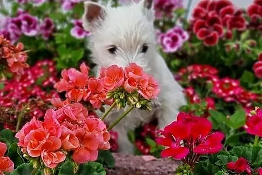 WEST hIGHLAND wHITE TERRIER ZKwP, Kujawsko-pomorskie, Świecie