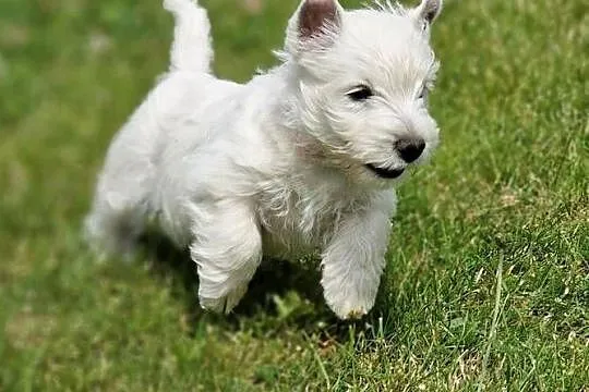 WEST hIGHLAND wHITE TERRIER ZKwP, Kujawsko-pomorskie, Świecie