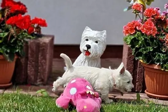 WEST hIGHLAND wHITE TERRIER ZKwP, Kujawsko-pomorskie, Świecie