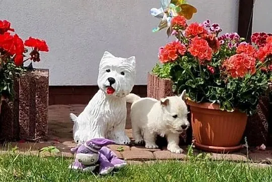 WEST hIGHLAND wHITE TERRIER ZKwP, Kujawsko-pomorskie, Świecie