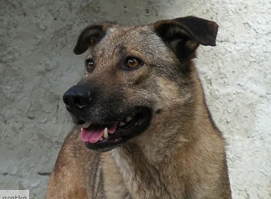 Znajdź mnie - sam nie podejdę... WOLF, Mazowieckie, Warszawa