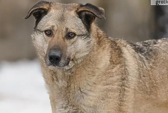 Znajdź mnie - sam nie podejdę... WOLF, Mazowieckie, Warszawa