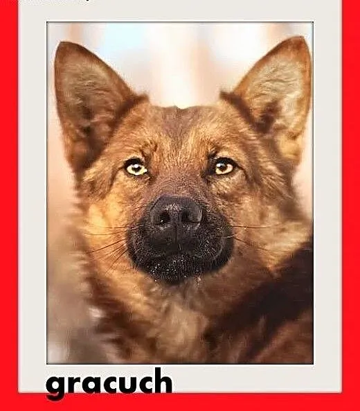 GRACUCH,9kg,łagodny,towarzyski,wesoły piesek.ADOPC