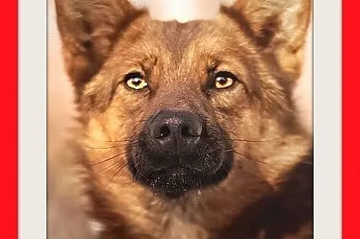 GRACUCH,9kg,łagodny,towarzyski,wesoły piesek.ADOPC