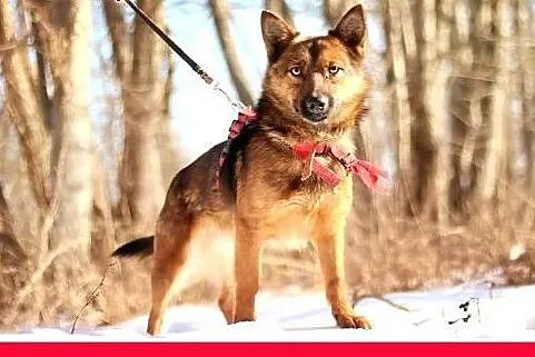 GRACUCH,9kg,łagodny,towarzyski,wesoły piesek.ADOPC