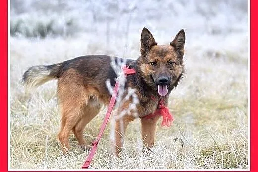 GRACUCH,9kg,łagodny,towarzyski,wesoły piesek.ADOPC