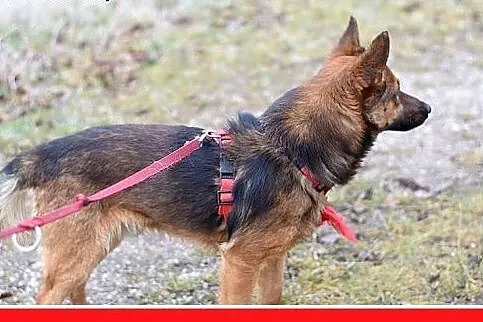 GRACUCH,9kg,łagodny,towarzyski,wesoły piesek.ADOPC