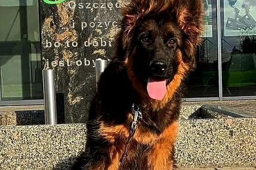 Owczarek niemiecki długowłosy szczenię FCI, Wielkopolskie, Poznań