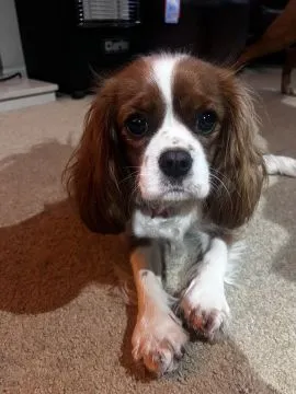 Szczenięta rasy Cavalier King Charles Spaniel | Zarejestrowane w Kennel Club | Szukają Domów Na Zaws, , Konstancin-Jeziorna