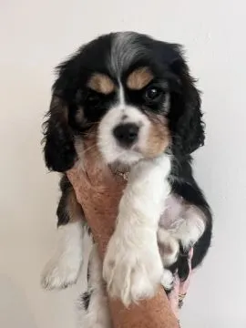 Szczenięta rasy Cavalier King Charles Spaniel | Zarejestrowane w Kennel Club | Szukają Domów Na Zaws, , Konstancin-Jeziorna