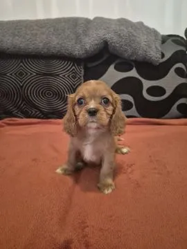 Szczenięta rasy Cavalier King Charles Spaniel | Zarejestrowane w Kennel Club | Szukają Domów Na Zaws