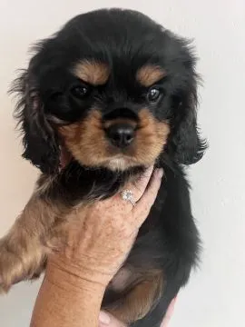 Szczenięta rasy Cavalier King Charles Spaniel | Zarejestrowane w Kennel Club | Szukają Domów Na Zaws, , Konstancin-Jeziorna