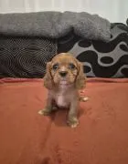 Szczenięta rasy Cavalier King Charles Spaniel | Zarejestrowane w Kennel Club | Szukają Domów Na Zaws