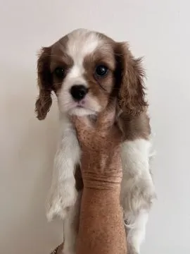 Szczenięta rasy Cavalier King Charles Spaniel | Zarejestrowane w Kennel Club | Szukają Domów Na Zaws, , Konstancin-Jeziorna