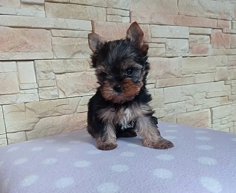 Yorkshire terrier. Szczeniaczek z rodowodem., Lubuskie, Nowe Miasteczko
