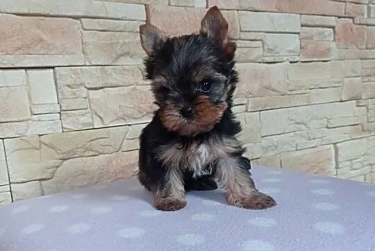 Yorkshire terrier. Szczeniaczek z rodowodem., Lubuskie, Nowe Miasteczko