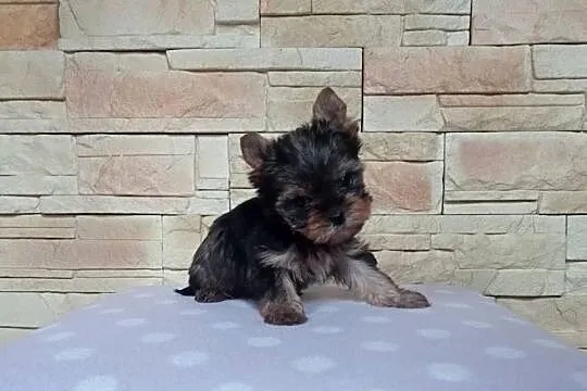 Yorkshire terrier. Szczeniaczek z rodowodem., Lubuskie, Nowe Miasteczko