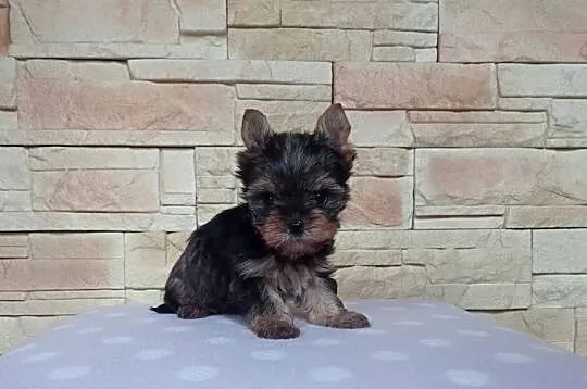 Yorkshire terrier. Szczeniaczek z rodowodem., Lubuskie, Nowe Miasteczko