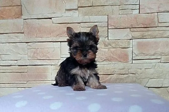 Yorkshire terrier. Szczeniaczek z rodowodem., Lubuskie, Nowe Miasteczko