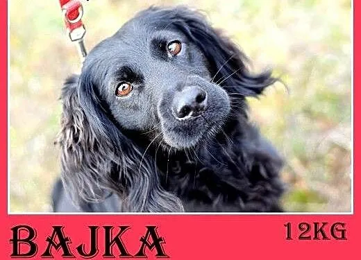 12kg,spaniel mix,łagodna,wesoła,bardzo towarzyska