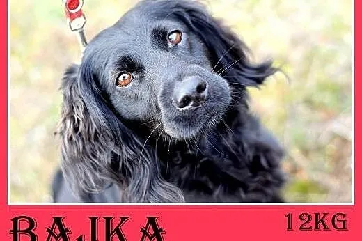 12kg,spaniel mix,łagodna,wesoła,bardzo towarzyska 